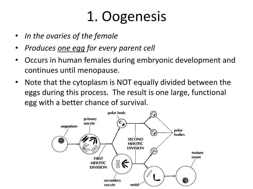 1 oogenesis