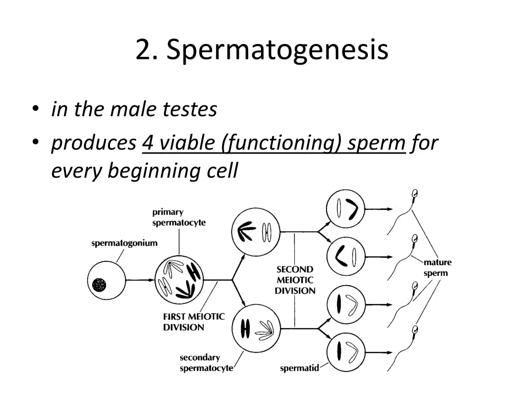 2 spermatogenesis