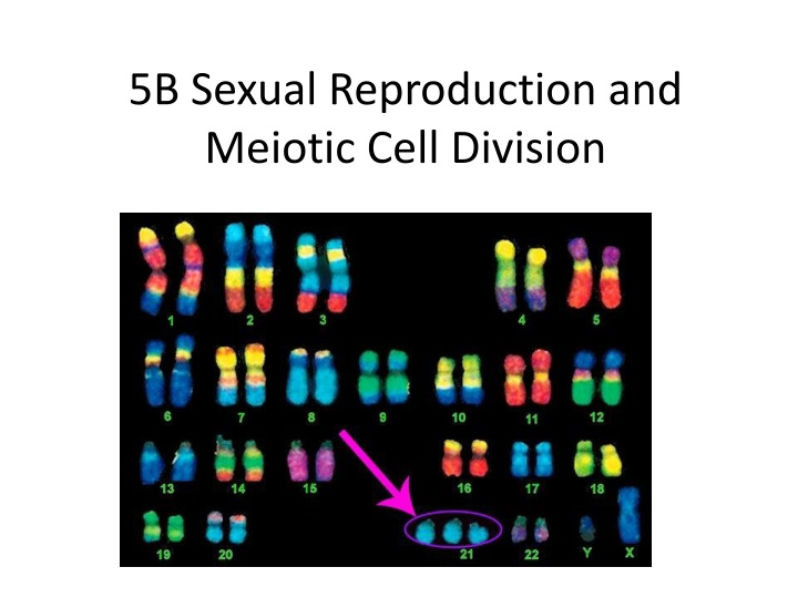 5b sexual reproduction and meiotic cell division