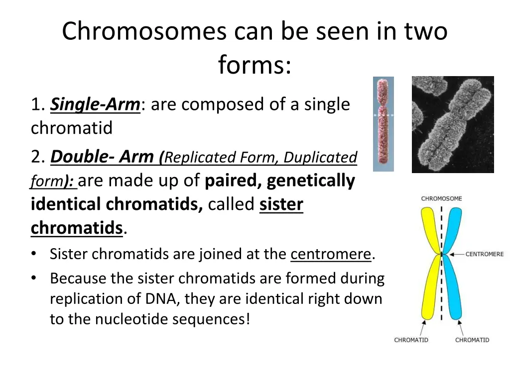 chromosomes can be seen in two forms