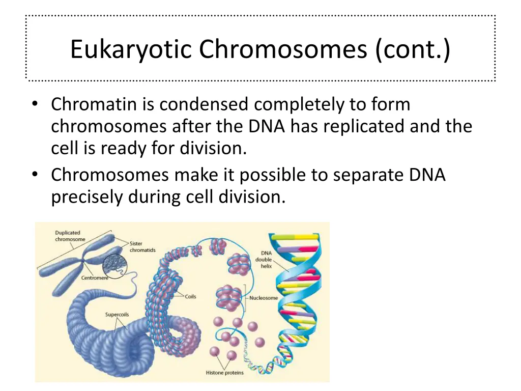 eukaryotic chromosomes cont