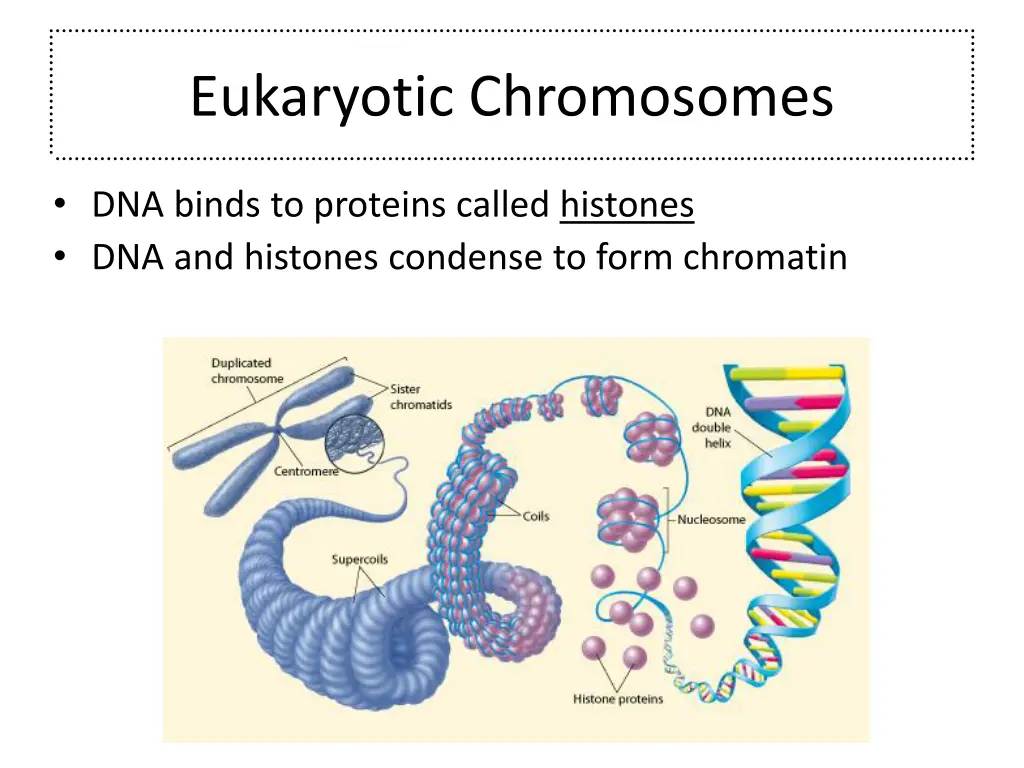 eukaryotic chromosomes