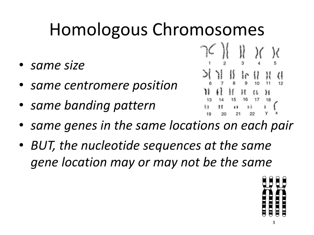 homologous chromosomes