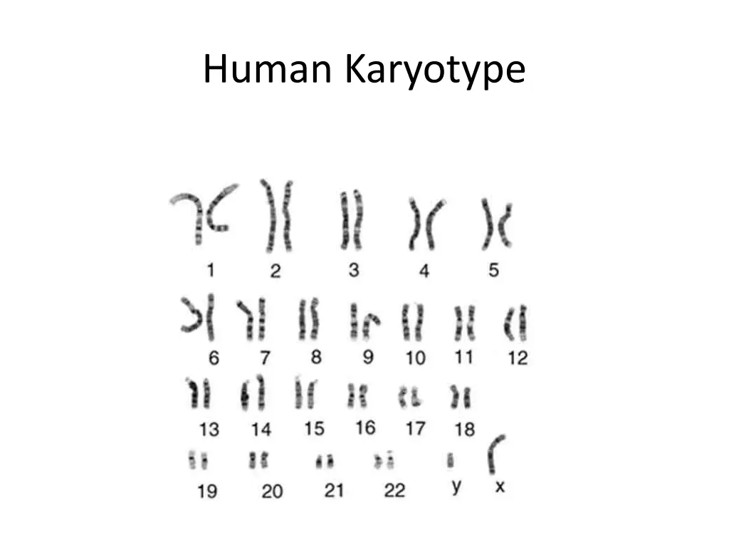 human karyotype
