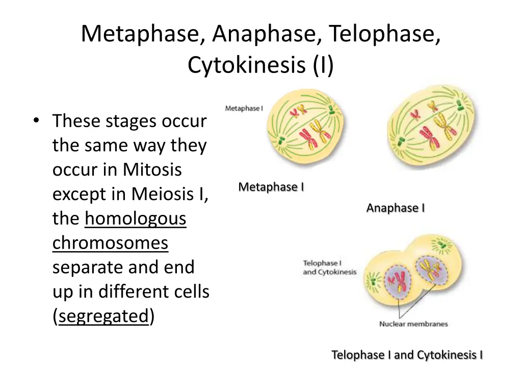 metaphase anaphase telophase cytokinesis i