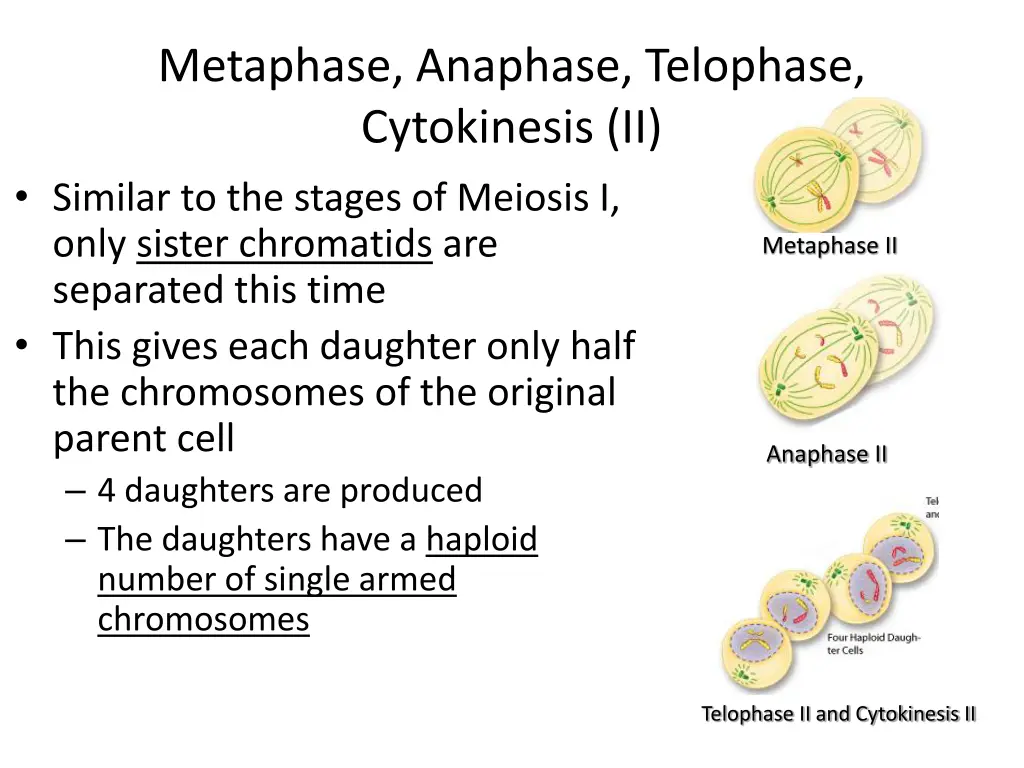 metaphase anaphase telophase cytokinesis