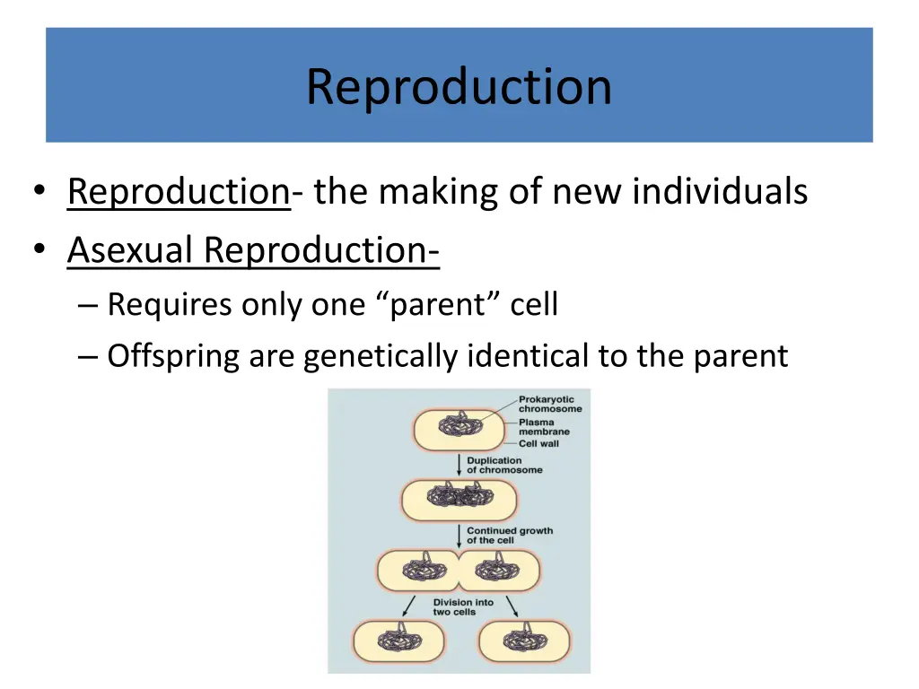 reproduction