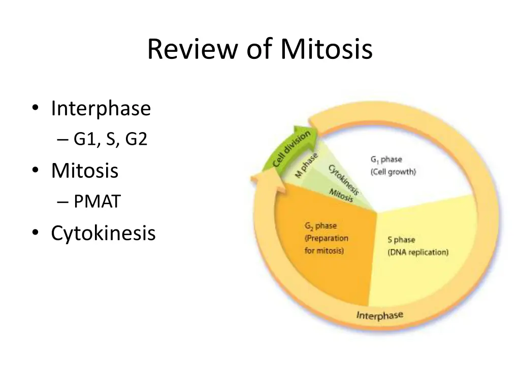 review of mitosis
