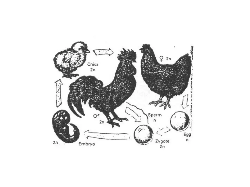 slide19