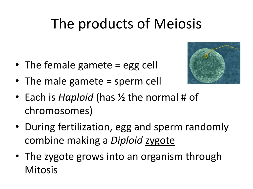 the products of meiosis