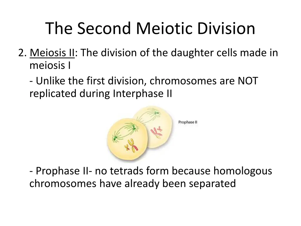 the second meiotic division