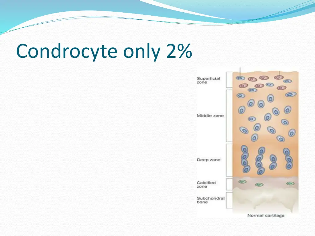 condrocyte only 2