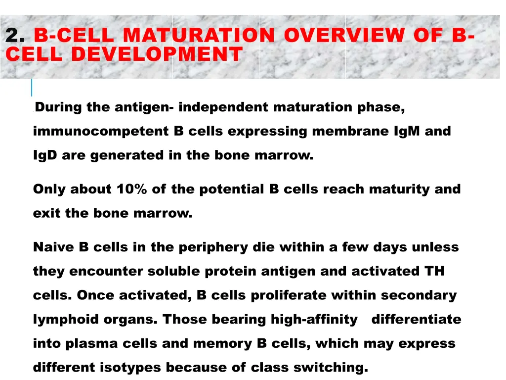 2 b cell maturation overview of b cell development