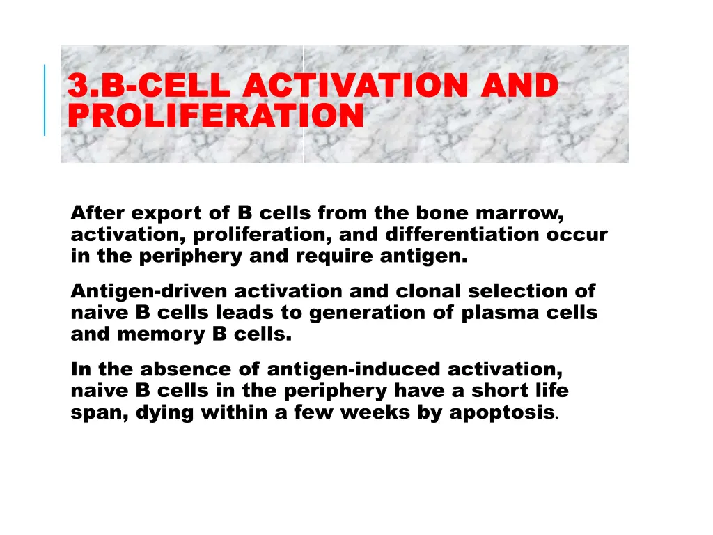3 3 b b cell activation and cell activation