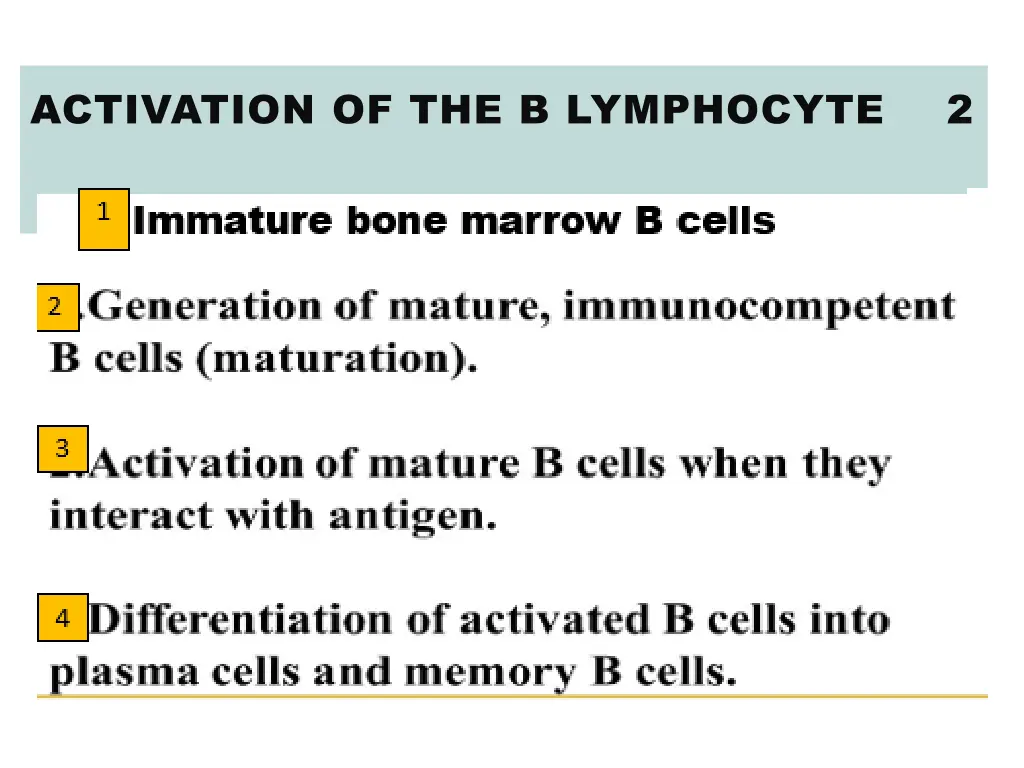 activation of the b lymphocyte 2