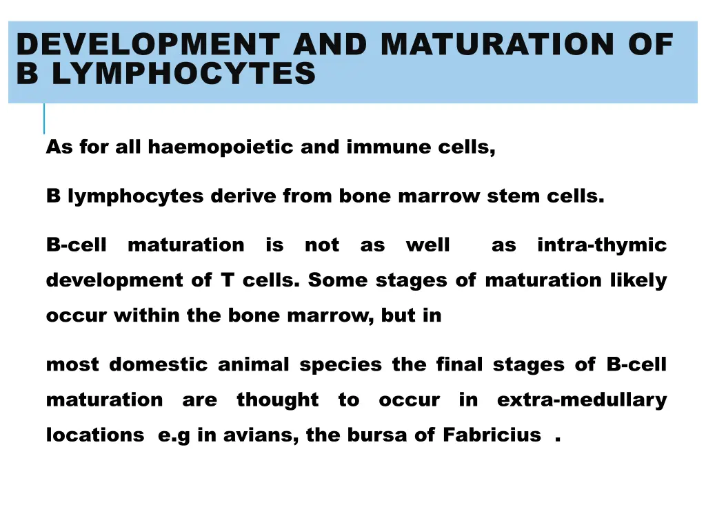 development and maturation of b lymphocytes