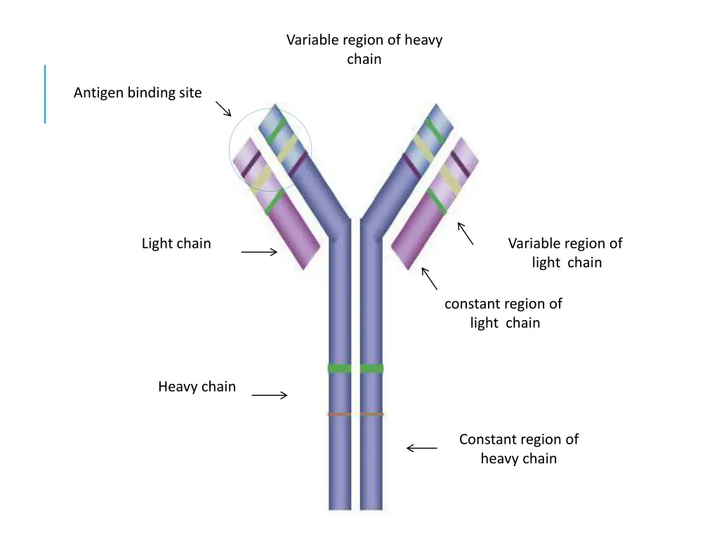 variable region of heavy chain
