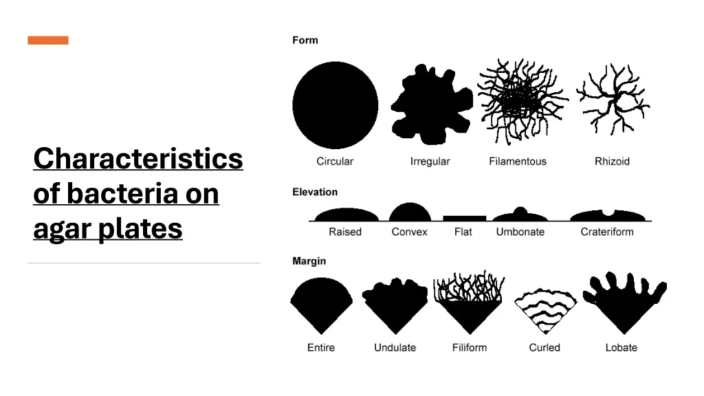 characteristics ofbacteriaon agarplates