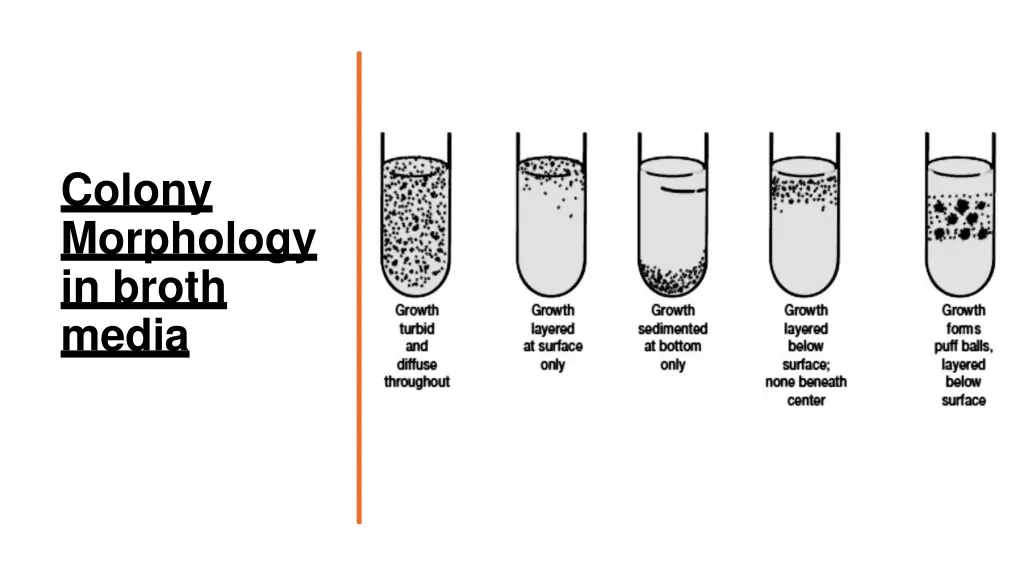 colony morphology in broth media
