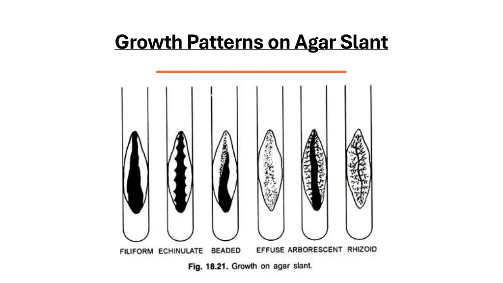 growthpatternsonagarslant
