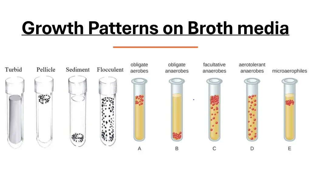 growthpatternsonbroth media