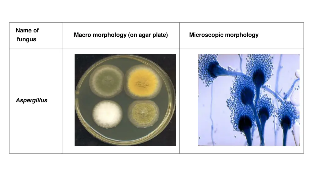 name of fungus 1
