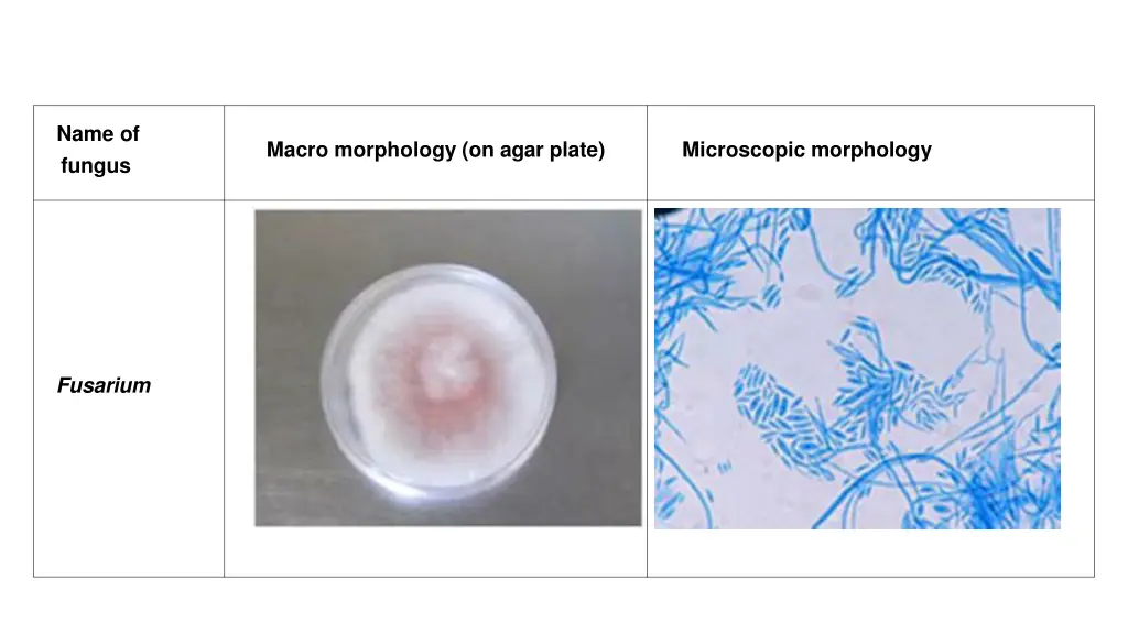name of fungus 2