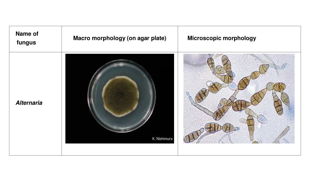 name of fungus 3