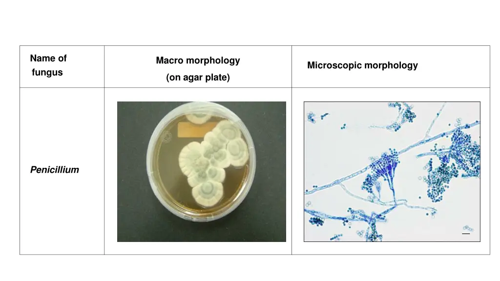 name of fungus