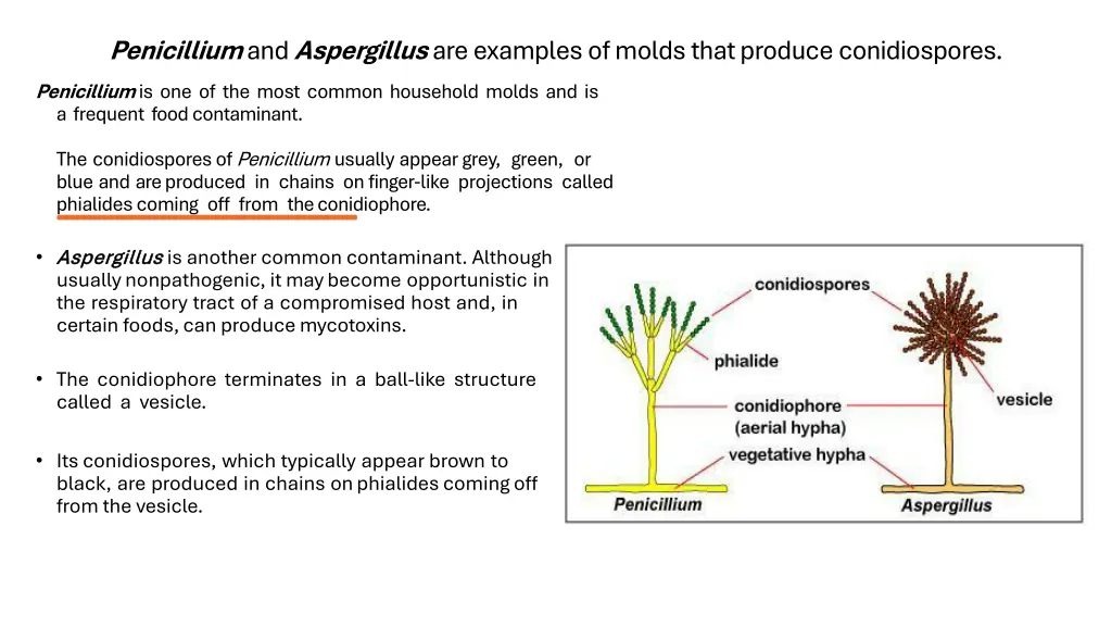 penicillium and aspergillus are examples of molds