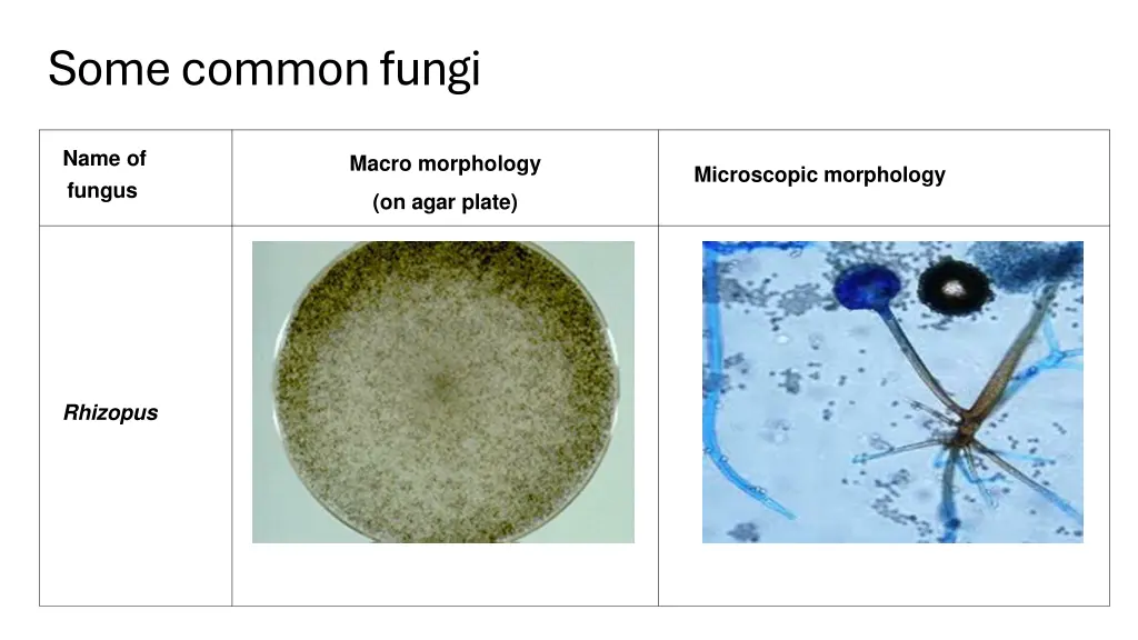 some common fungi