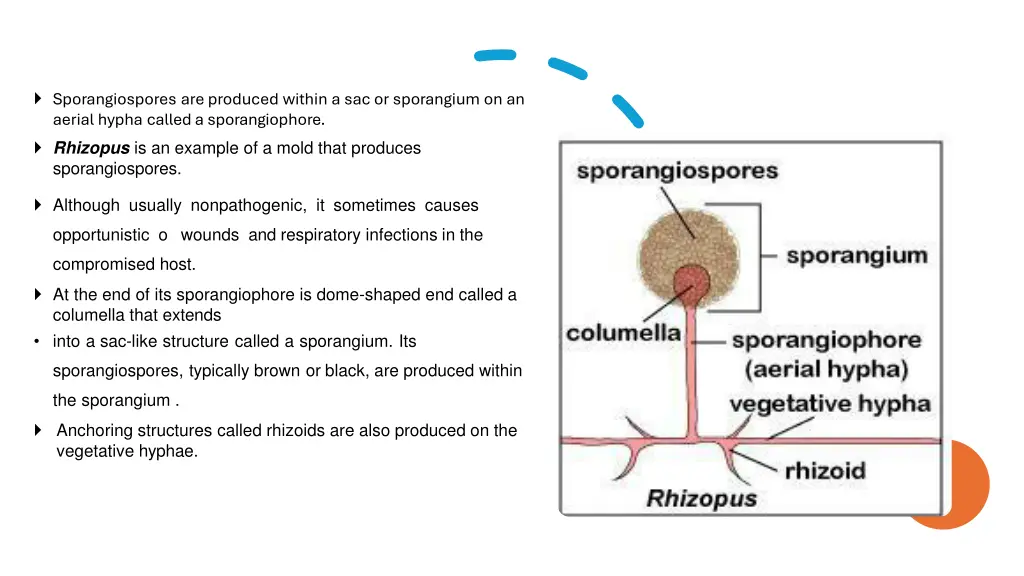 sporangiospores are produced within