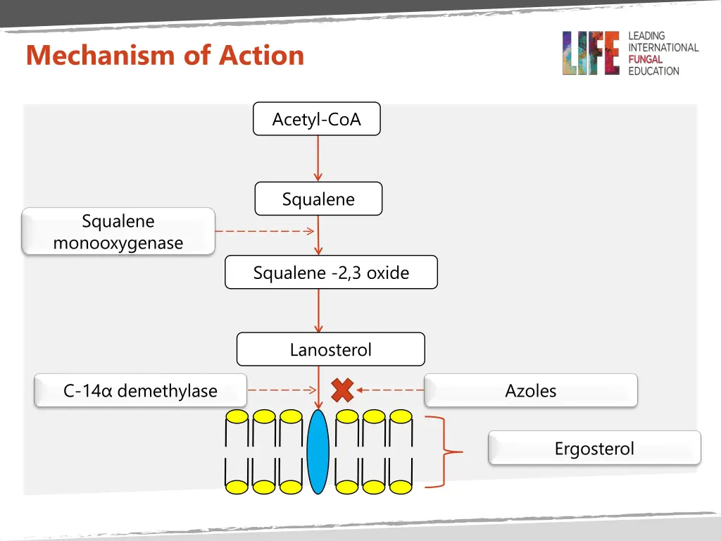 mechanism of action 1