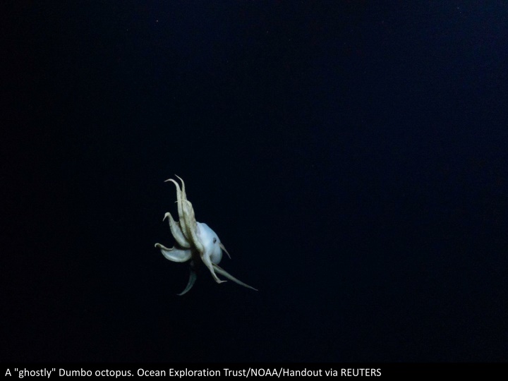 a ghostly dumbo octopus ocean exploration trust