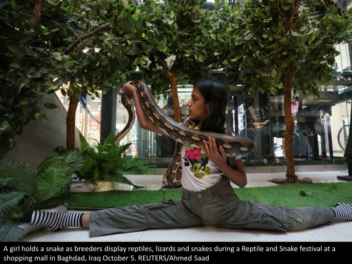 a girl holds a snake as breeders display reptiles