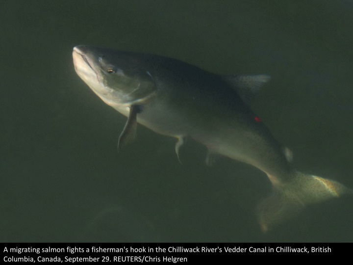 a migrating salmon fights a fisherman s hook