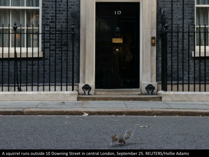 a squirrel runs outside 10 downing street