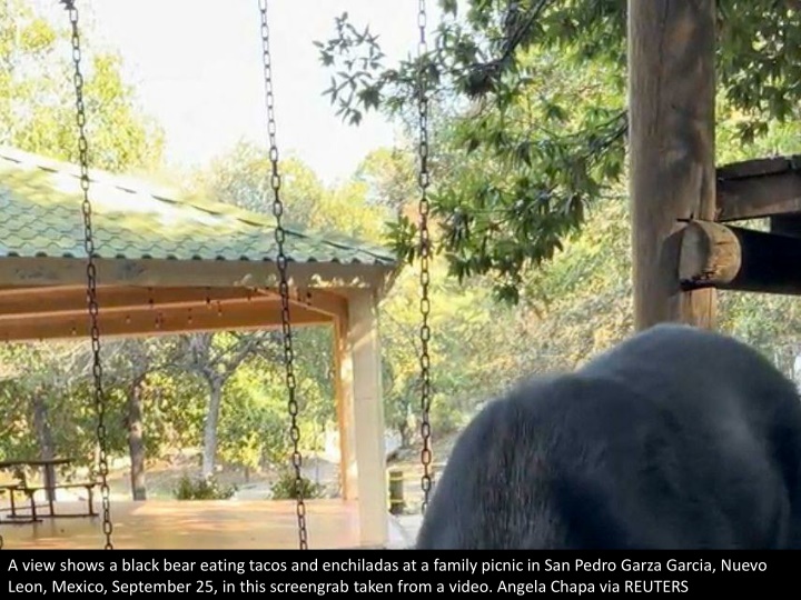 a view shows a black bear eating tacos