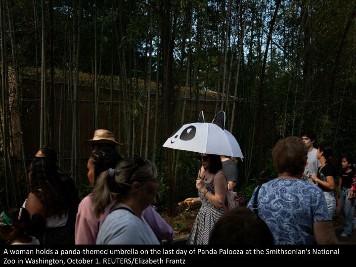 a woman holds a panda themed umbrella on the last