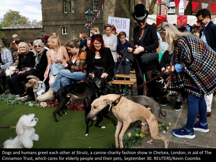 dogs and humans greet each other at strutz