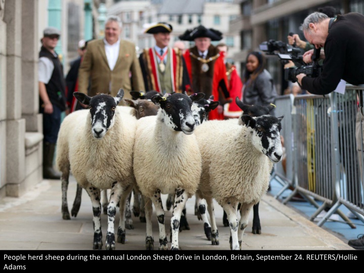 people herd sheep during the annual london sheep