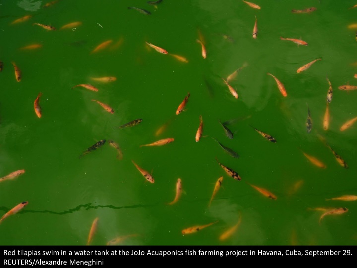 red tilapias swim in a water tank at the jojo