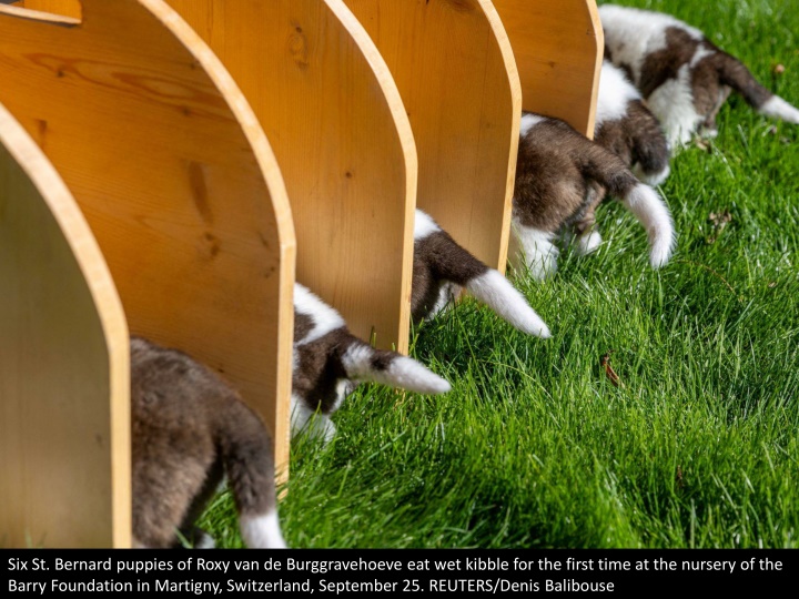 six st bernard puppies of roxy