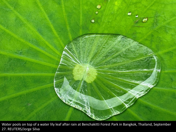 water pools on top of a water lily leaf after