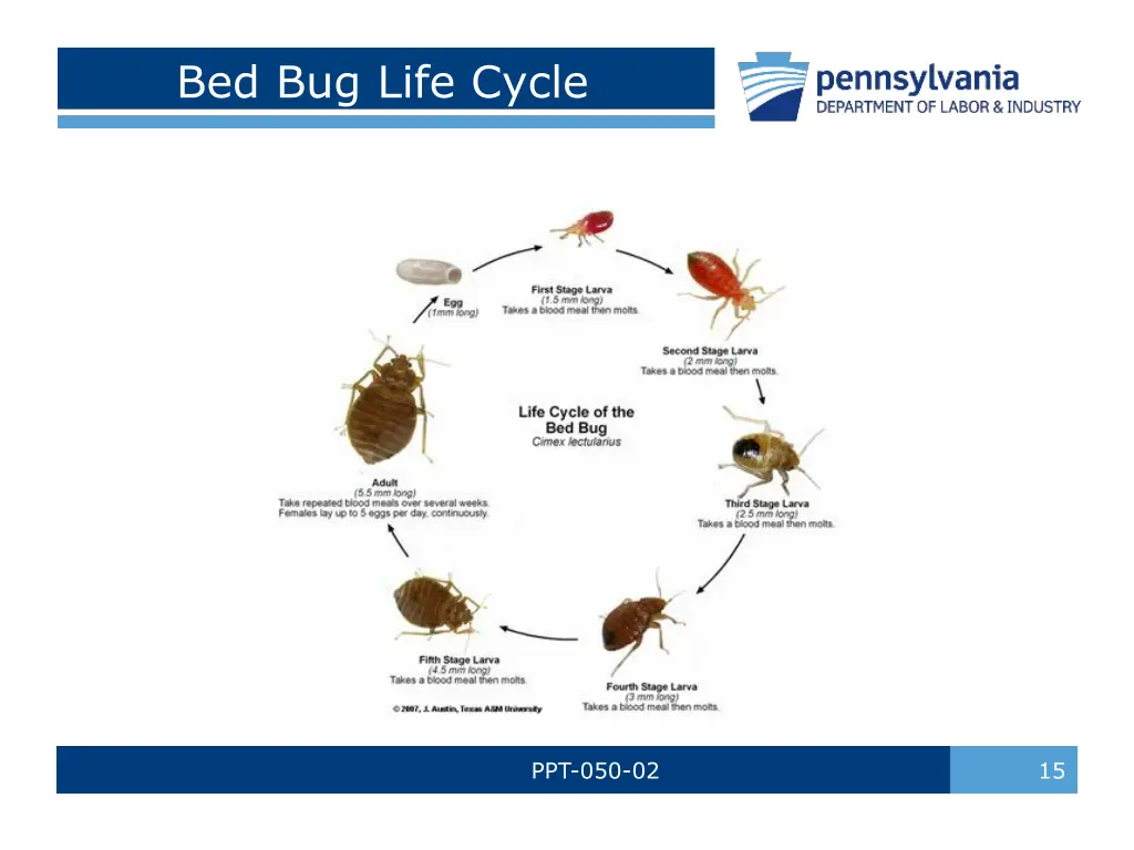 bed bug life cycle