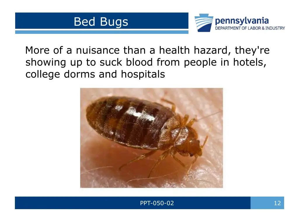 bed bugs 1