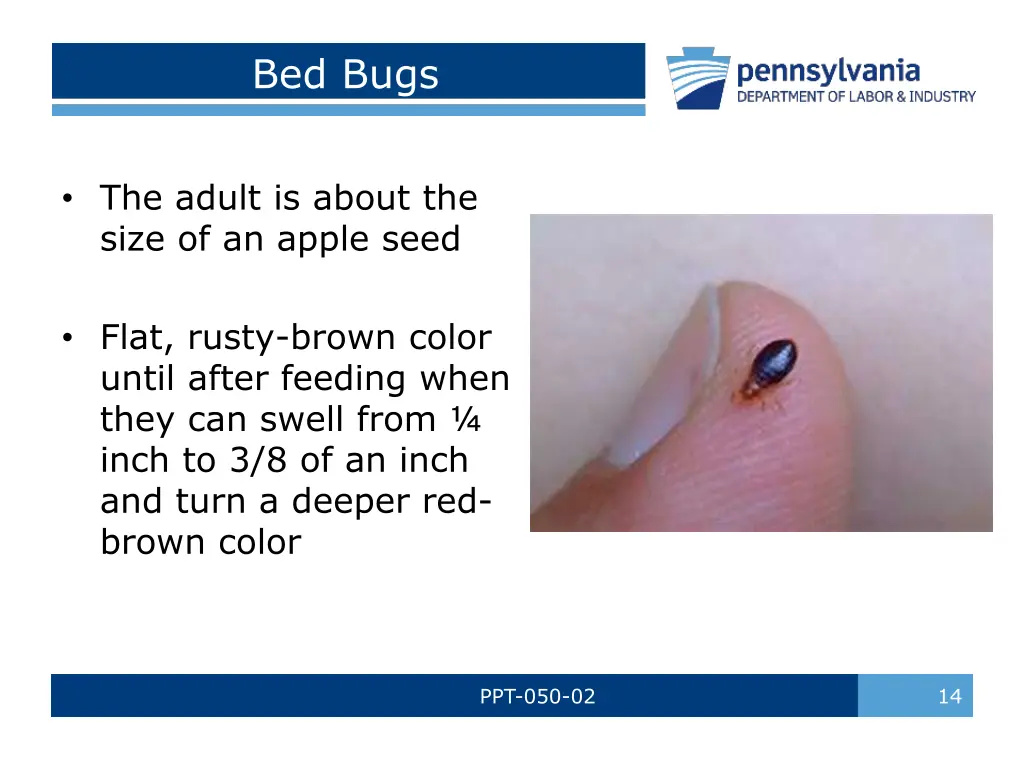 bed bugs 2