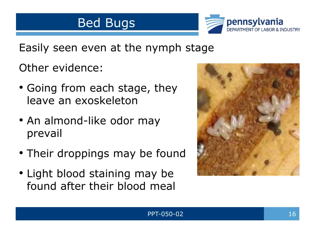 bed bugs 3