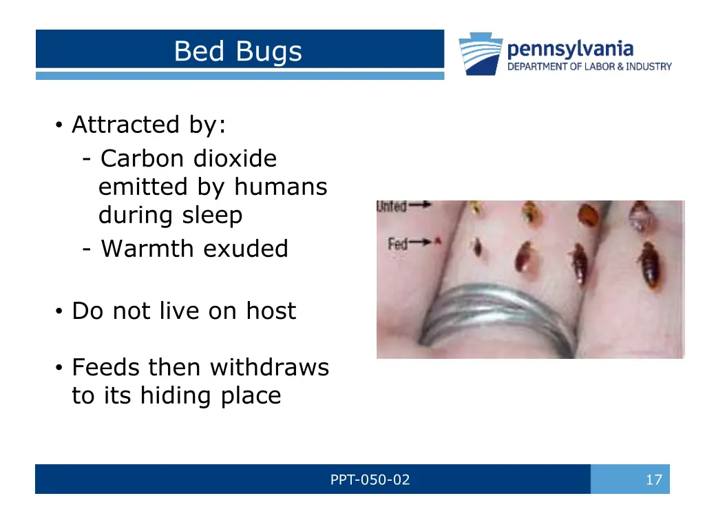 bed bugs 4