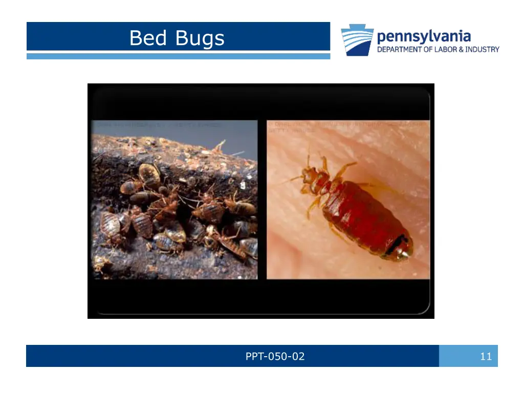 bed bugs